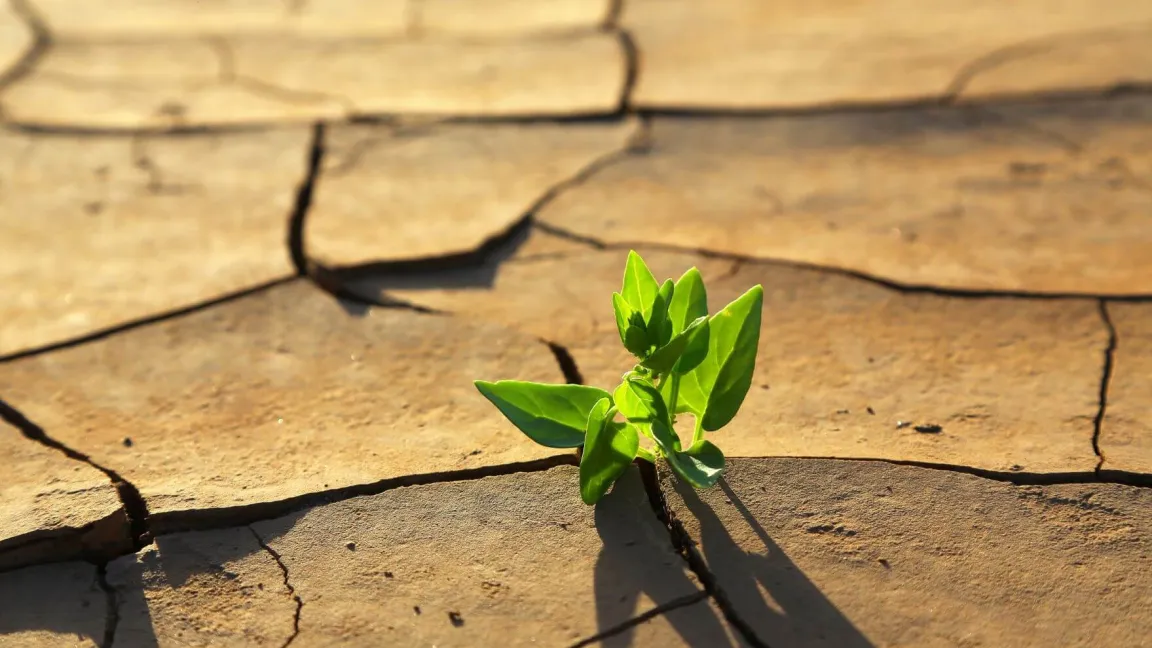 Pflanzen können lernen, mit Trockenheit und Hitze umzugehen. Foto: istock