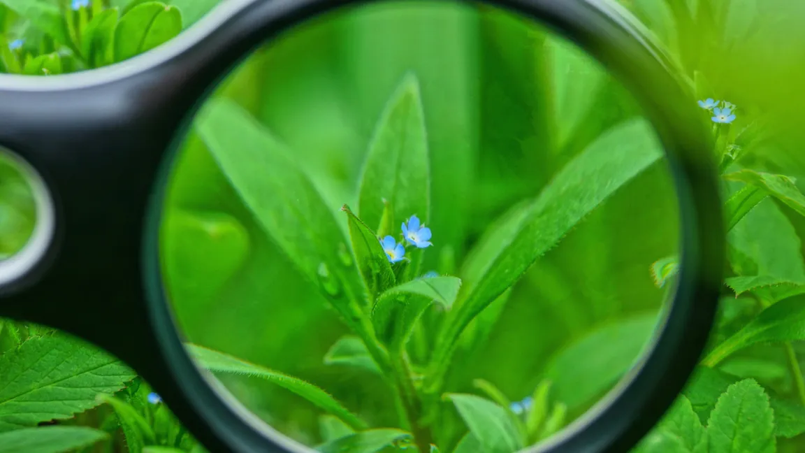 Wer wildwachsende Pflanzen erkennt, kann auf die Standorteigenschaften zurückschließen. Foto: iStock