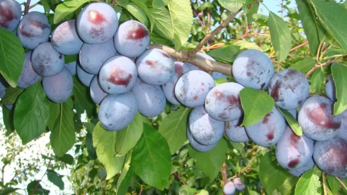 Die altbekannte Hauszwetschge hat sehr attraktive und schmackhafte Nachfolger gefunden, die hohe Ernten garantieren. Foto: Alfred Schneider