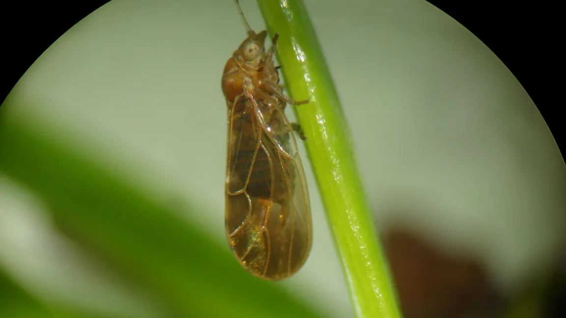 Pflaumenblattsauer-Weibchen (C. pruni) saugt an Fichtennadel, Stylet ist versenkt. Foto: JKI