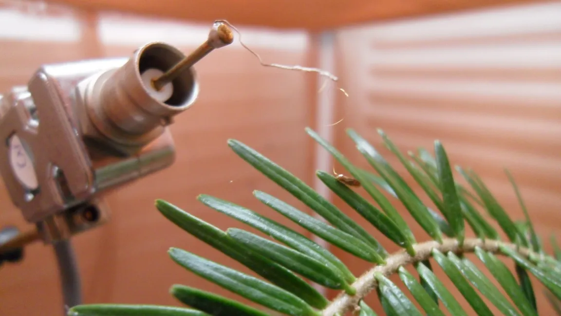 Laborexperiment: Pflaumenblattsauger an Elektropenetograph angeschlossen. Foto: JKI