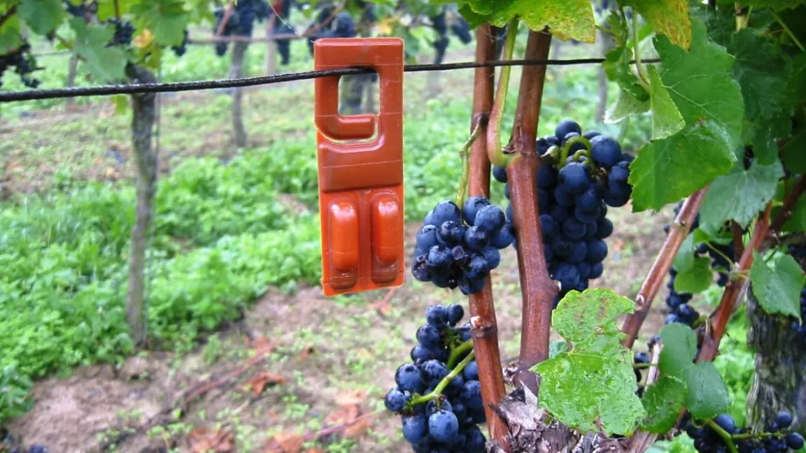 Die Kunststoffkapseln geben Pheromone ab, die die  Traubenwicklermännchen verwirren. Diese finden nicht mehr zu den Weibchen und die Vermehrung unterbleibt. Foto: Matthias Wiedenau