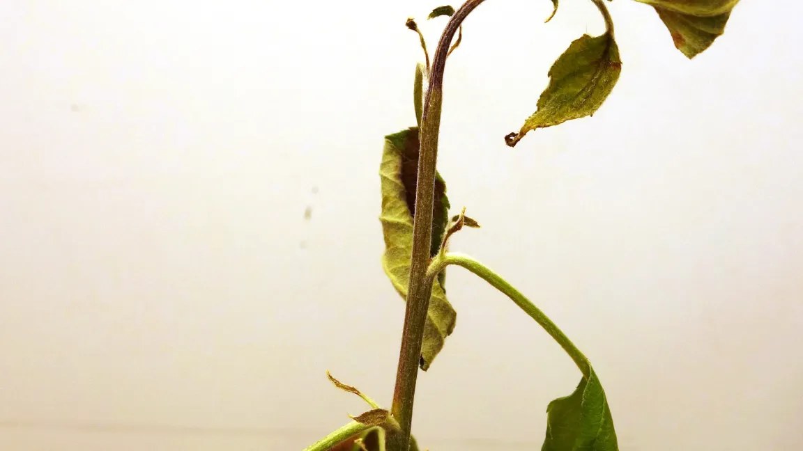 Junge Apfelpflanze zeigt Feuerbrand-Symptome nach Aktivierung des Effektorproteins. Foto: JKI