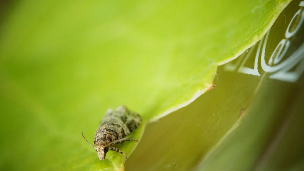 Weibchen des Bekreuzten Traubenwicklers auf Weinblatt. Foto: M. Rid /JKI