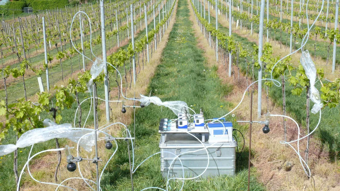 Duftstoffsammlung an Weinreben für Verhaltensexperimente mit Traubenwicklern. Foto: M. Rid / JKI