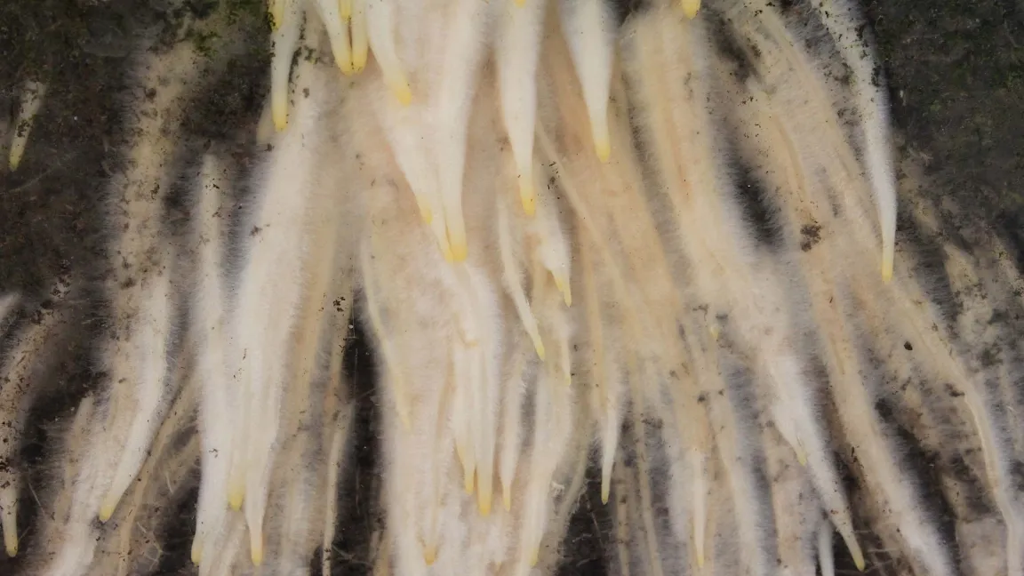 Gut 11 000 Kilometer Wurzelhaare helfen Roggenpflanzen, Wasser und Nährstoffe auch noch unter trockeneren Bedingungen aufzunehmen. Foto: B. Hackauf / JKI