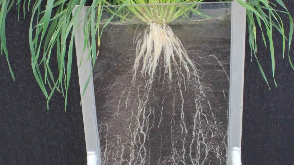 Das gut entwickelte Wurzelsystem einer Roggenpflanze hat eine Oberfläche von 237 Quadratmetern. Foto: B. Hackauf / JKI