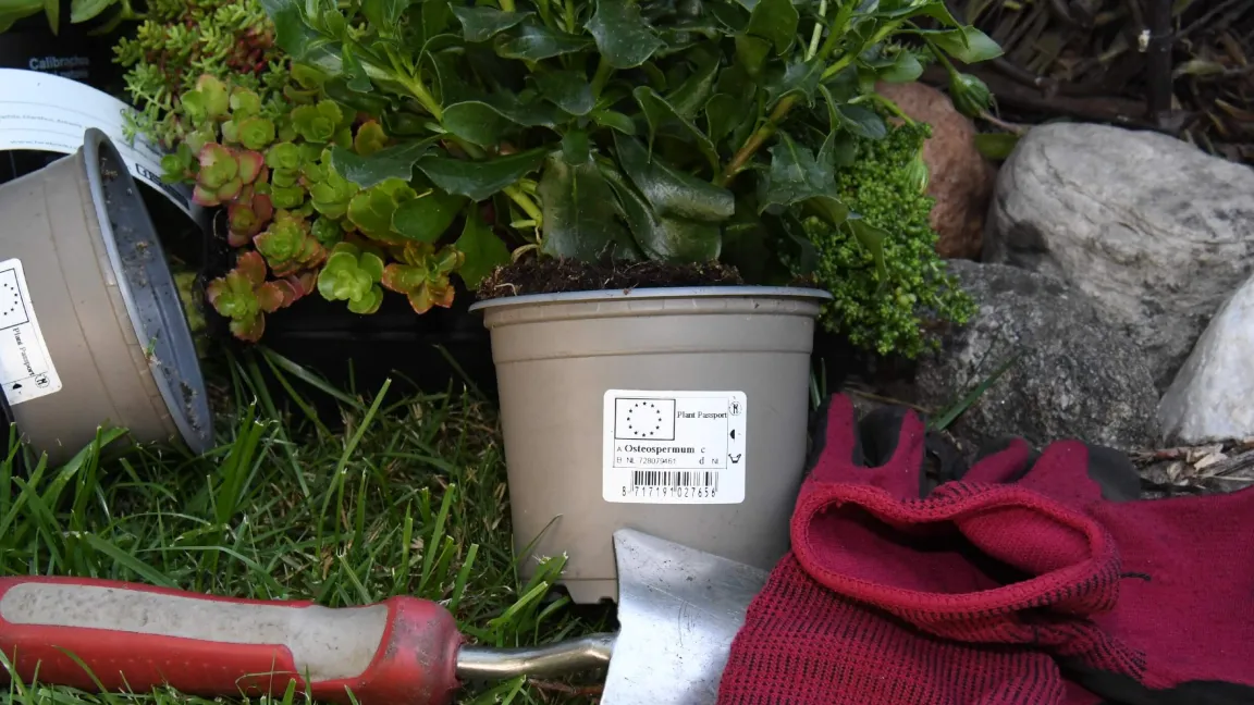Der EU-Pflanzenpass-Aufkleber auf dem Blumentopf gibt Auskunft über den Weg der Pflanze bis zum Erzeugerbetrieb. Foto: JKI