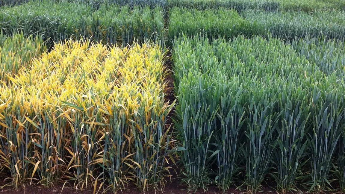 Winterweizen-Versuch BRIWECS: Gelbrost-anfällige Sorte Oakley (links), weitgehend Gelbrost-resistente Sorte Gordian (rechts). Foto: Holger Zetzsche/JKI