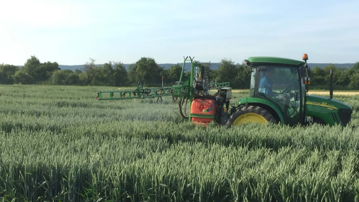 Künstliche Inokulation mit einem Isolat von Fusarium culmorum (Erreger der Ährenfusariose) in einer Konidien-Wasser-Suspension. Foto: Holger Zetzsche/JKI