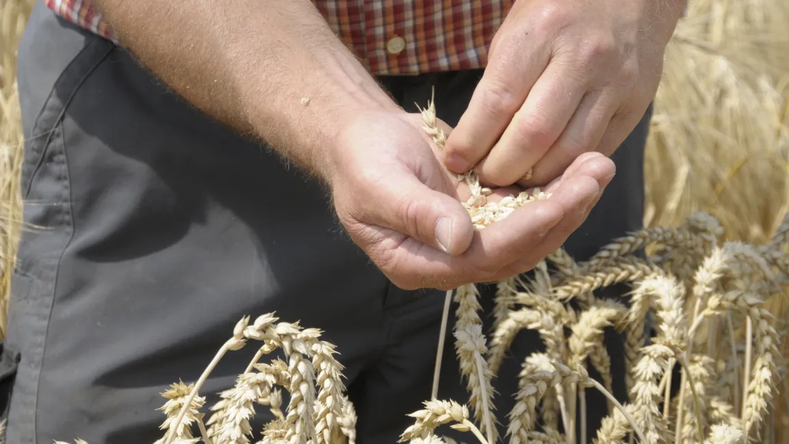 Von Hand ausgeriebene Ähren sind ein verlässliches Anzeichen für die Ernte. Viele kleine Körner bedeuten schlechte Erträge. Foto: agrar-press