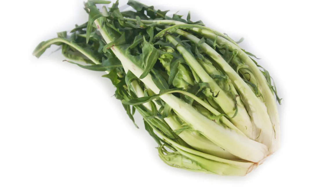 Puntarelle sind die spargelförmigen Triebspitzen einer Blattzichorie. Foto: istock
