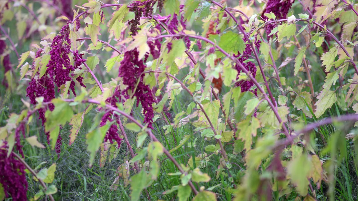 Die Hauptanbauländer für Quinoa sind Peru, Bolivien und Ecuador. In Südamerika wurde die Pflanze einst auch domestiziert. Foto: Fotolia
