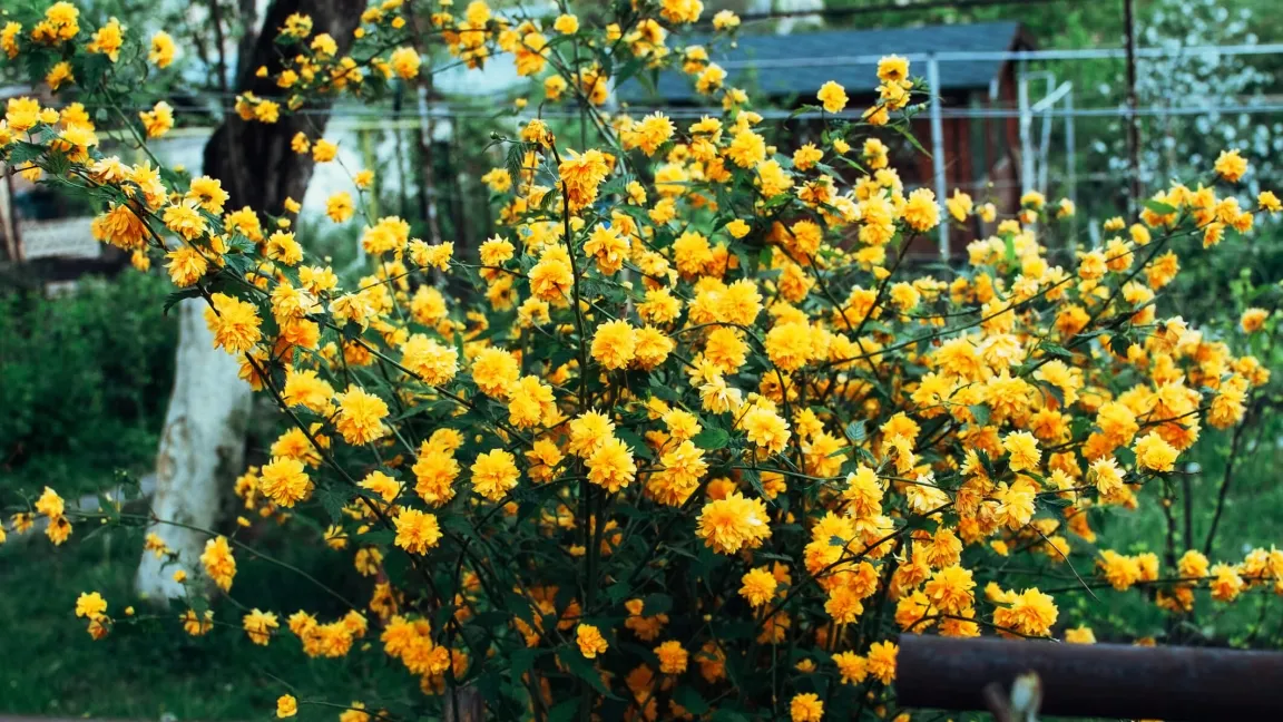 Der goldgelb blühende Ranunkelstrauch (Kerria japoinca) ist ein beliebter Zierstrauch. Foto: istock