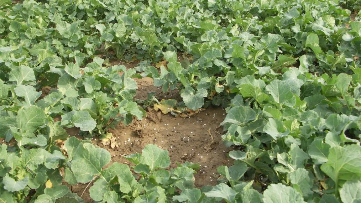 Wenn stabilisierte Dünger eingesetzt werden, muss Raps nur noch ein statt zwei Mal gedüngt werden. Foto: Matthias Wiedenau