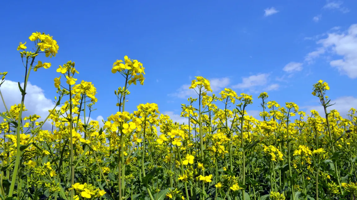 Raps ähnelt heute noch dem Wildkohl. Foto: istock