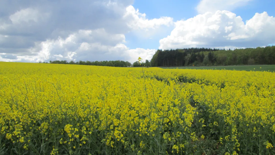 Rapsfeld. Quelle: IVA