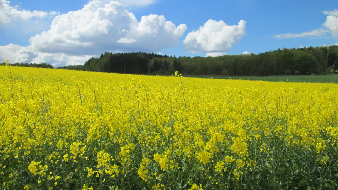 Moderne Raps-Sorten zeichnen sich durch eine geringe genetische Varianz aus. Foto: IVA