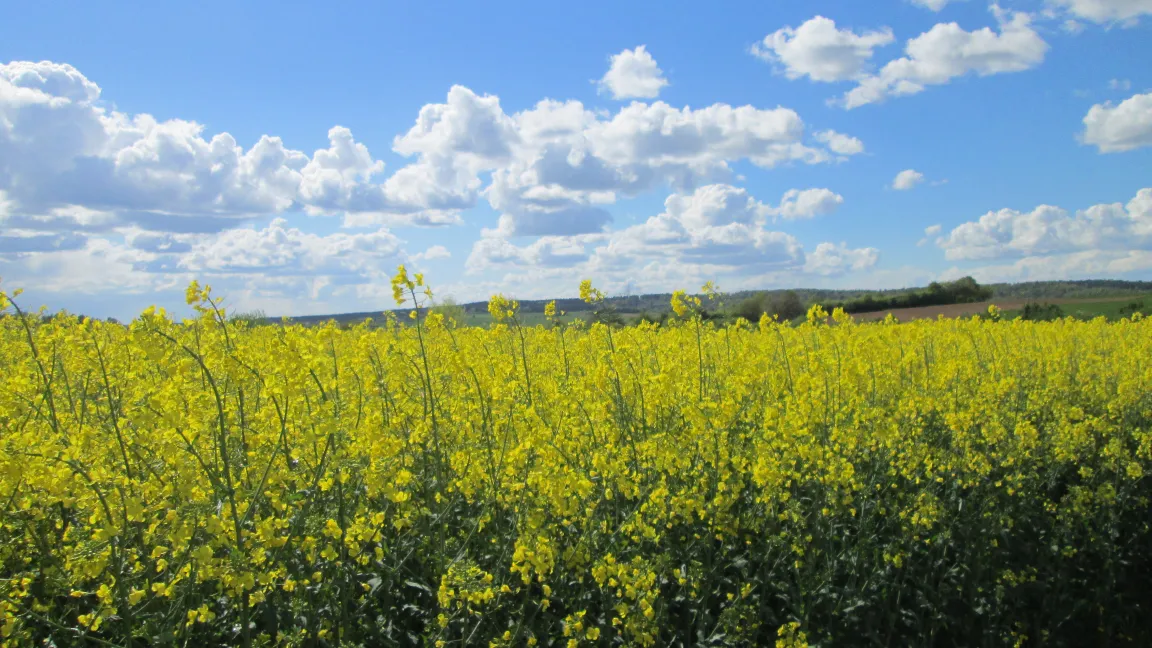Auch im Rapsanbau setzt man heute fast nur noch auf Hybridsorten statt auf Liniensorten. Foto: IVA