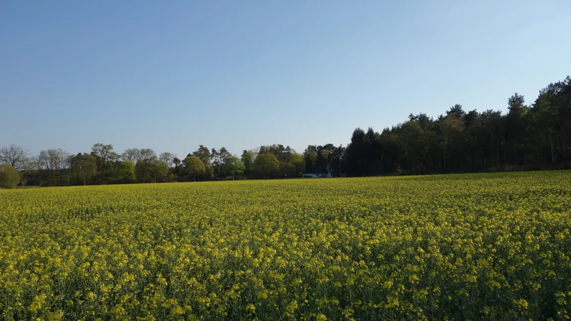 Raps gehört zu den Kreuzblütlern und kann sich dank der „Senfölbombe“ gegen Fressfeinde verteidigen. Foto: Angelika Sontheimer