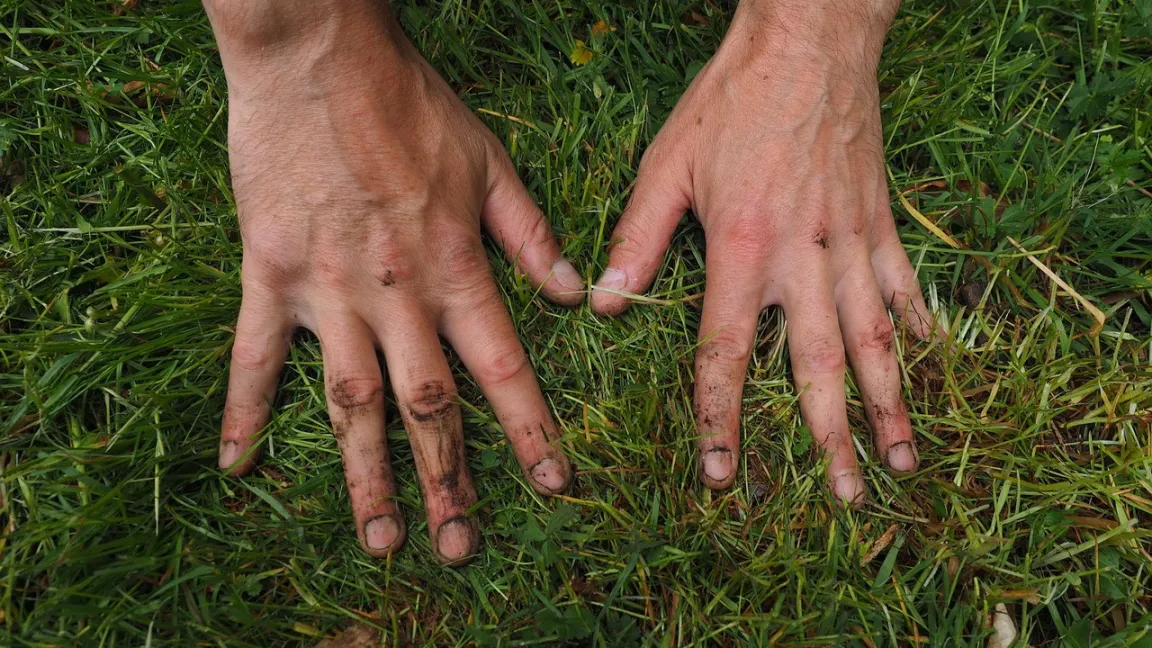 Ein genauer Blick in den Rasen lohnt sich. Wenn Rasengräser immer mehr Konkurrenz durch andere Pflanzen bekommen, sollte gehandelt werden. Foto: Hans Braxmeier / Pixelio