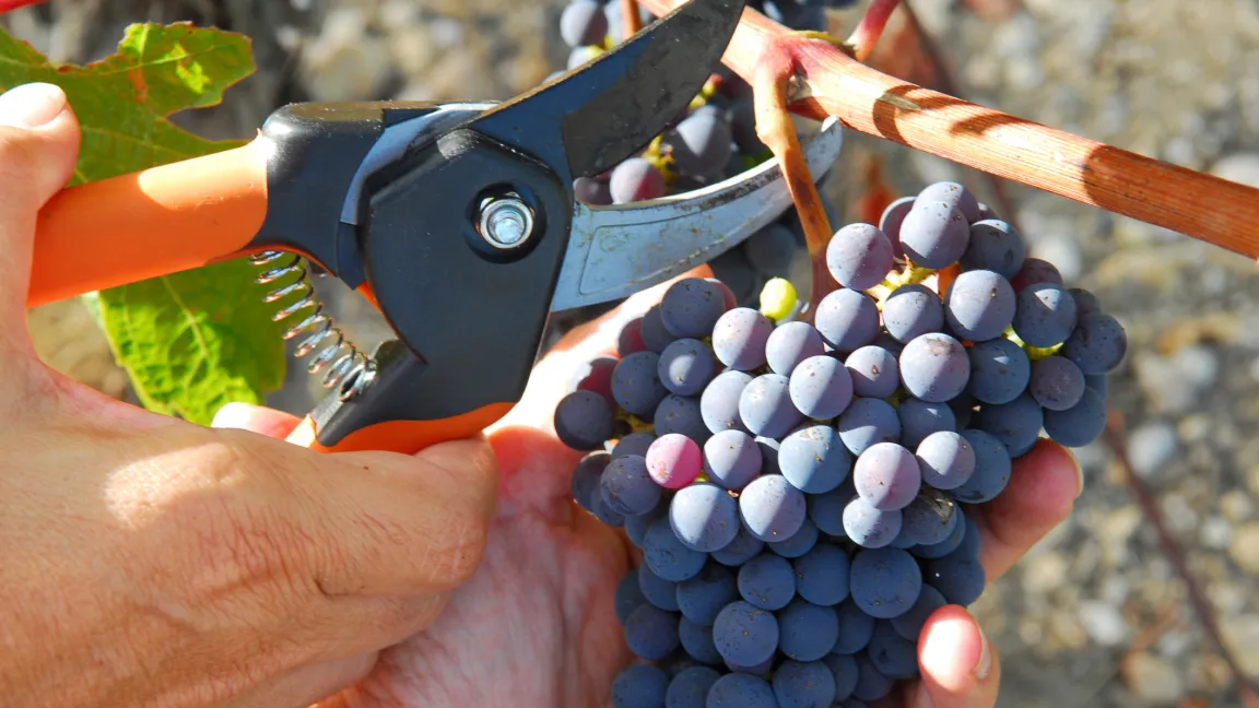 Bei der Handlese können gute von schlechten Trauben getrennt werden. Foto: istock