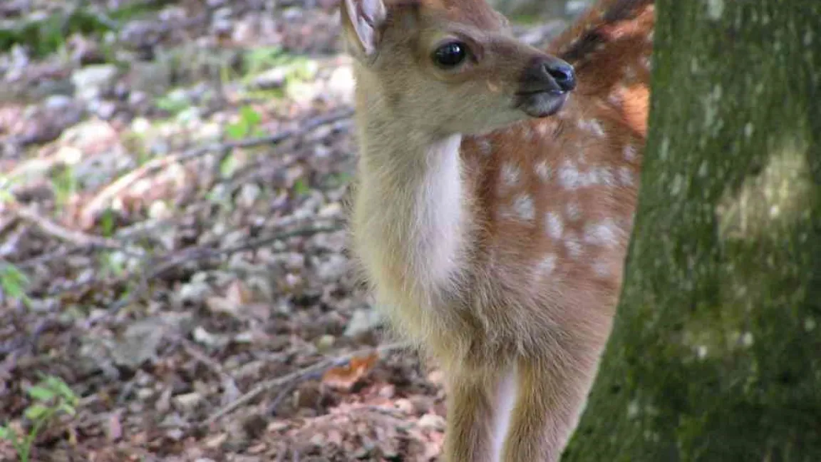 Der Wald bietet vielen Wildtieren ein Zuhause. Foto: PEFC Deutschland