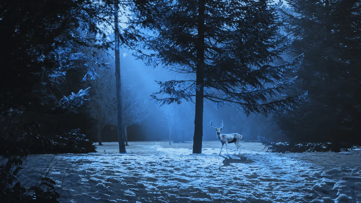 Es heißt, während dieser Zeit können die Tiere in menschlicher Sprache sprechen. Foto: iStock