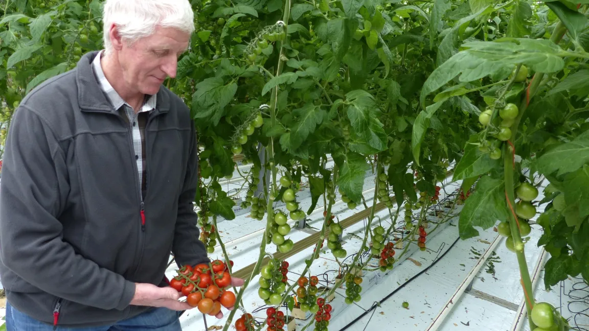 Theo Reintges: "Substratverfahren haben sich in den geheizten Kulturen wie Tomaten, Gurken und Paprika längst durchgesetzt". Foto: Versuchszentrum Gartenbau Straelen