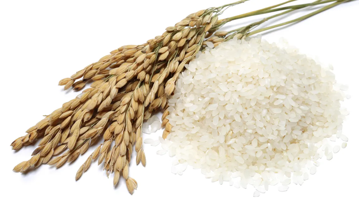 Forscher testen neue Reissorte gegen Zink- und Eisenmangel. Foto: istock