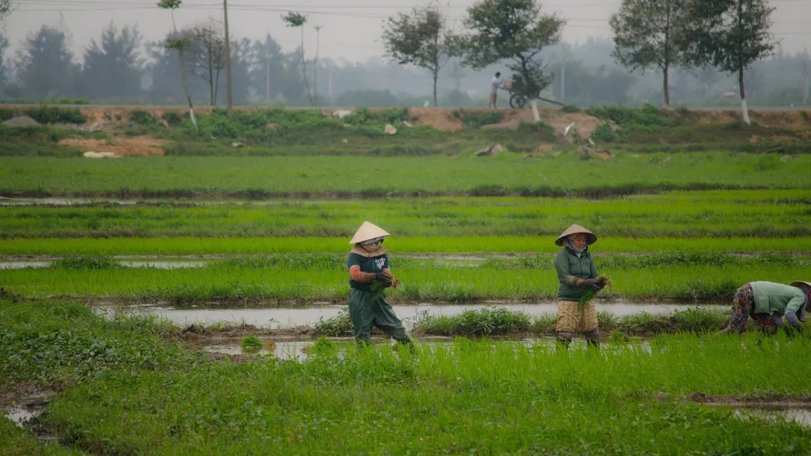 Arme Menschen ernähren sich oft vorwiegend von Grundnahrungsmitteln wie Reis. Foto: IVA