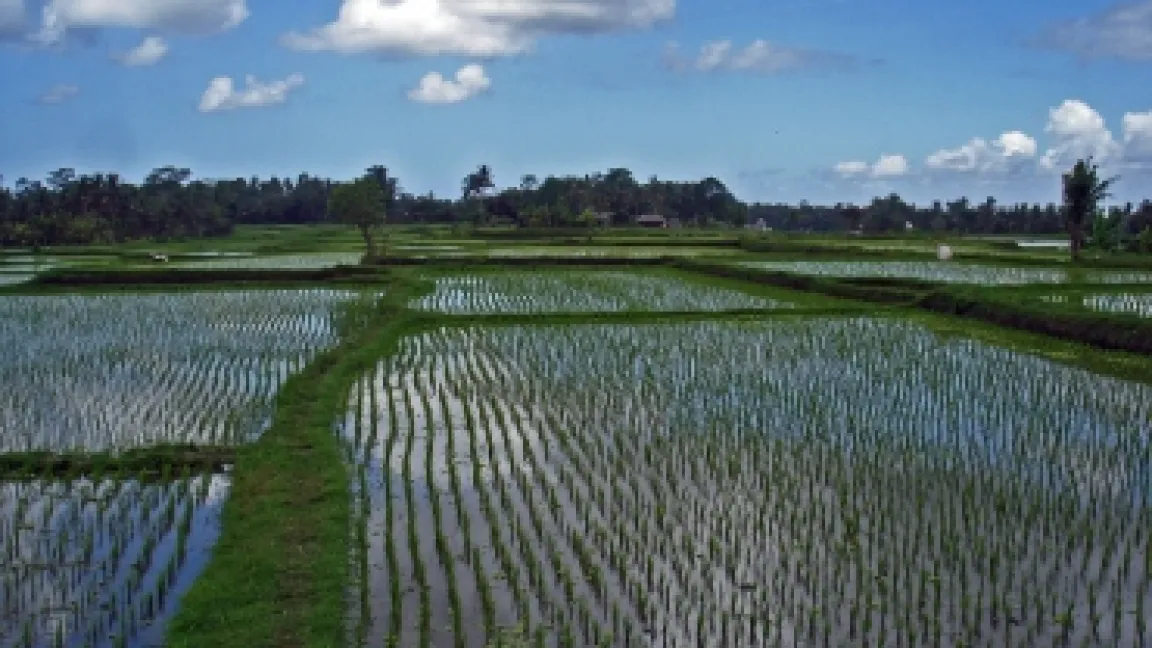 Die Kultivierung von Reis hatte Auswirkungen auf die Bevölkerungsentwicklung und die Zivilisation in Asien. Foto: Stephan Barth/Pixelio