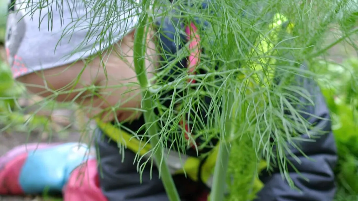 Das Wunder von Wachsen und Werden fasziniert Kinder jeden Alters. Foto: Ackerdemia e. V.