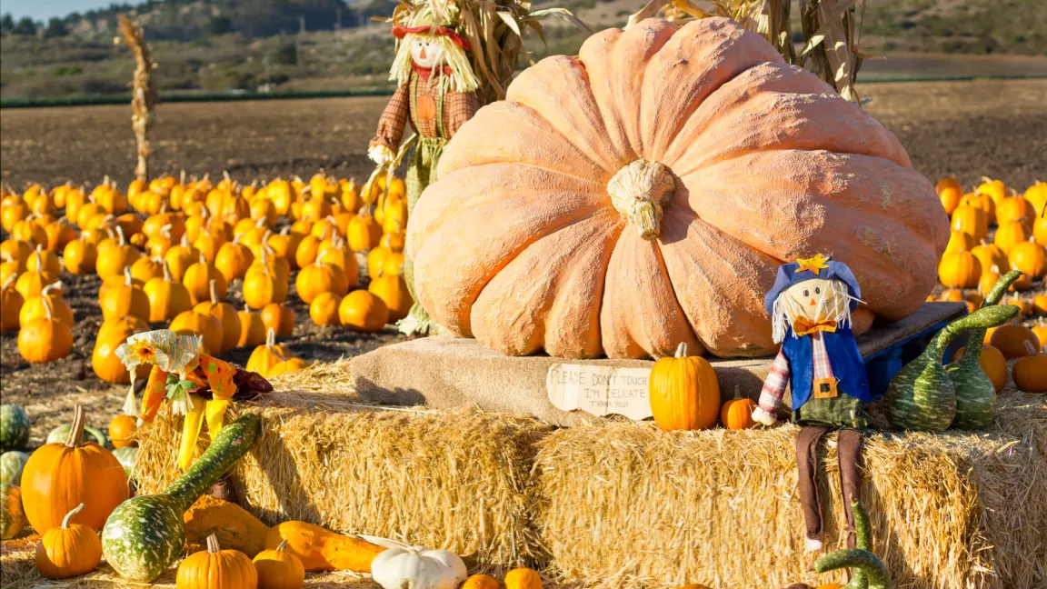 Dieser Riesen-Kürbis macht seinem Namen alle Ehre Foto: istock