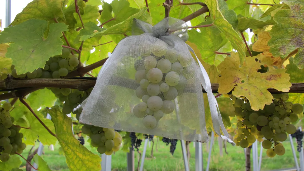 In Säckchen verpackt, garantierten die Wissenschaftler den kontrollierten Befall der Weintrauben mit dem Traubenwickler. Foto: Moustafa Selim