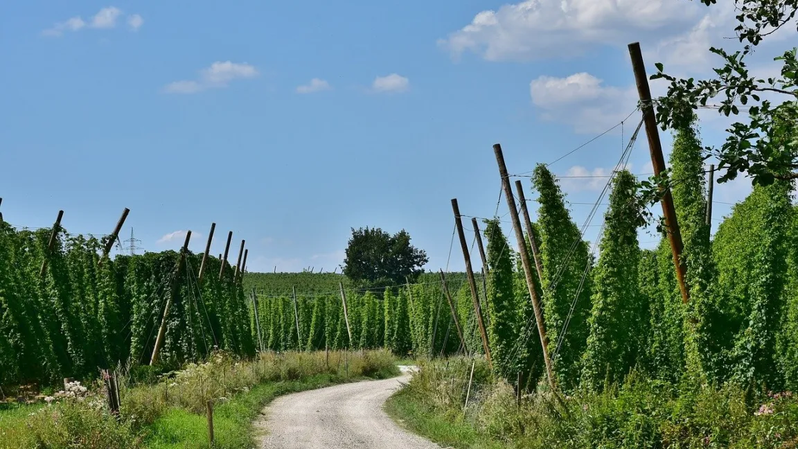 Der deutsche Hopfenanbau droht in eine Sackgasse zu führen, so die Befürchtung von Landwirten, Beratern und Verbänden. Foto: RitaE / Pixabay