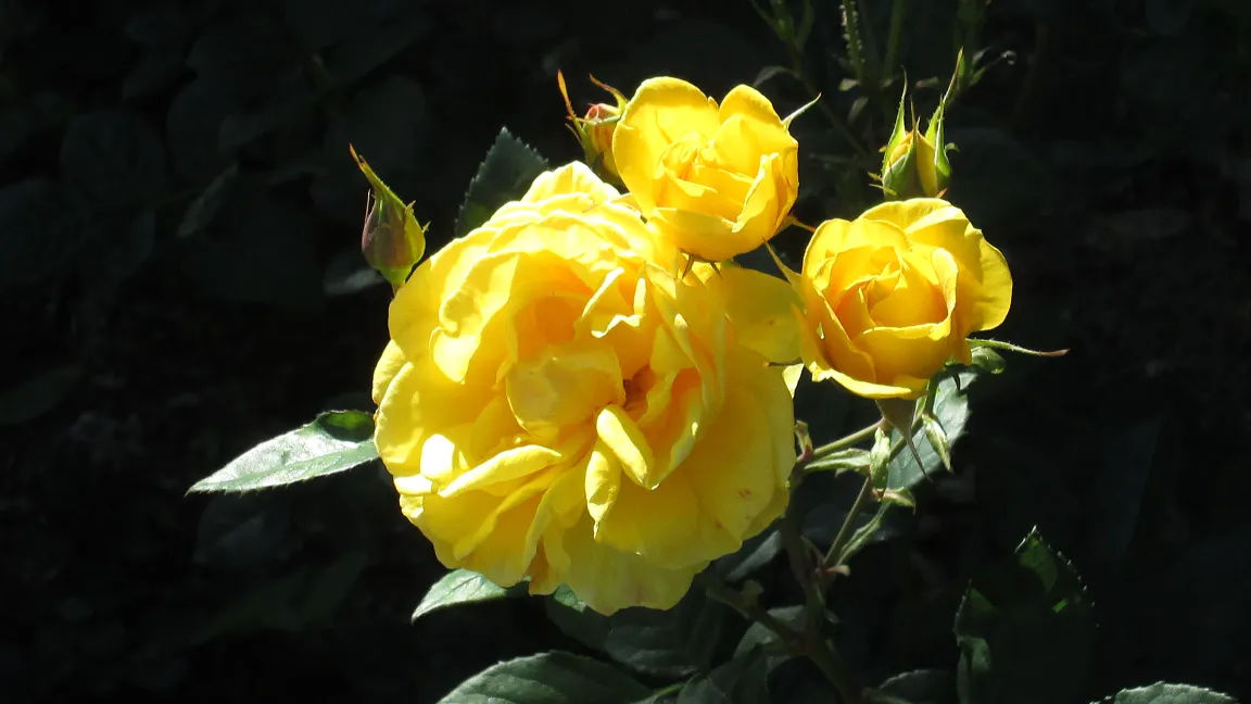 Üppige, gesunde Rosen dank richtiger Pflege. Foto: IVA