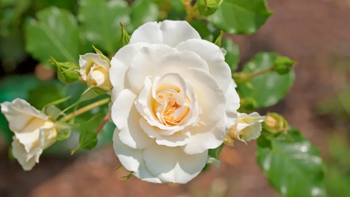 Die Beetrose "Petticoat" hat cremeweiße Blüten mit zart aprikotfarbener Mitte. Foto: iStock