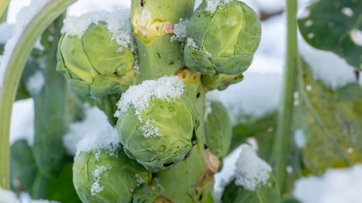 Typisch deutsches Wintergemüse: Rosenkohl. Foto: iStock