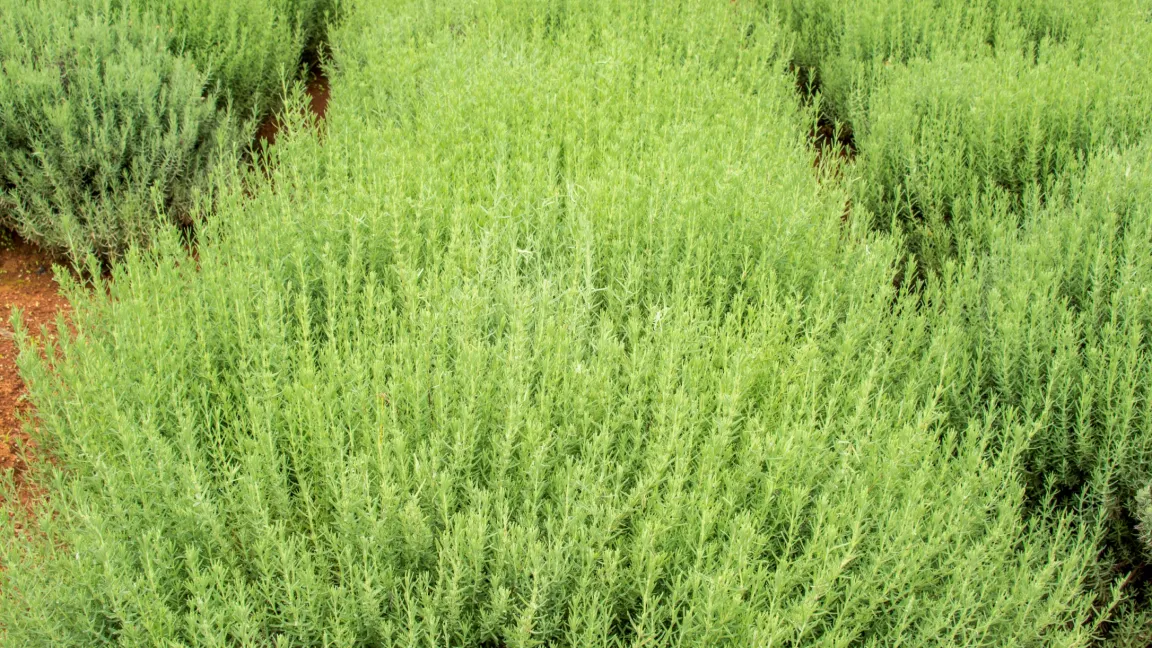 Der immergrüne Rosmarin stammt aus dem Mittelmeerraum und ist für den Anbau in Deutschland meist nicht winterhart genug. Foto: istock