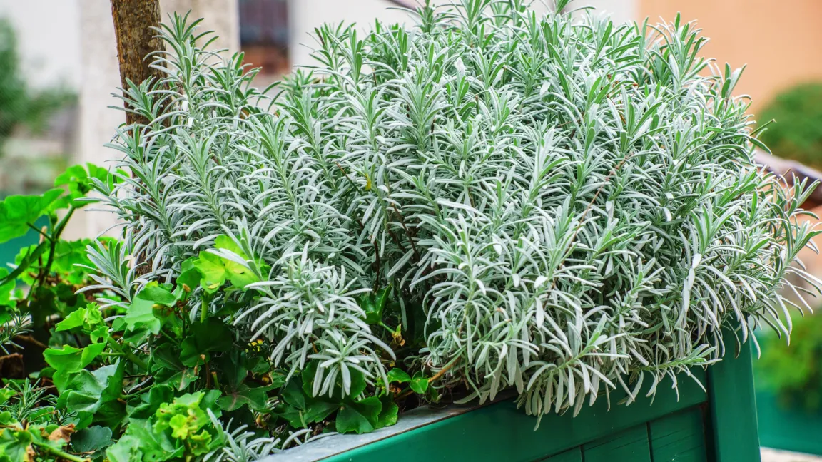 Dafür reicht auch schon ein kleiner Busch im Balkonkasten. Foto: Fotolia