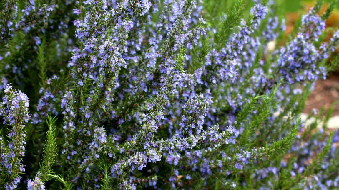 Ein weiterer Pluspunkt für den Rosmarin sind seine dekorativen blauen Blüten. Foto: Fotolia