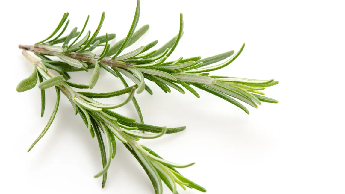 Durch die länglich-spitze Blattform und die feinen Haare an der Blattunterseite ist Rosmarin ideal an trockene Standorte angepasst. Foto: Fotolia
