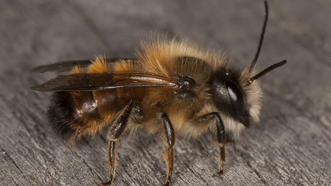 Mit ihren zwei Hörnern sammelt Osmia bicornis die Blütenpollen. Foto: Paul Westrich / Senckenberg.de