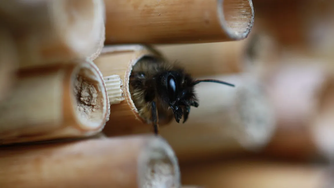 Eine Rostrote Mauerbiene (Osmia bicornis) kriecht aus ihrer Niströhre in einem Bienenhotel. Der Verlust von Lebensräumen macht auch dieser Art zu schaffen. Foto: iStock