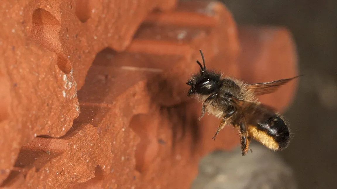 Die Rostrote Mauerbiene nistet in Hohlräumen von Mauern und anderen Strukturen. Foto: Paul Westrich / Senckenberg.de
