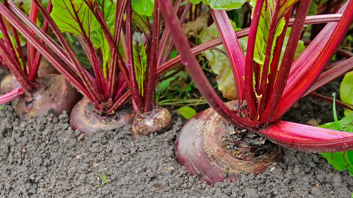 Die Pflanzen brauchen etwa 10 Zentimeter Abstand voneinander, um sich gut entwickeln zu können. Foto: istock