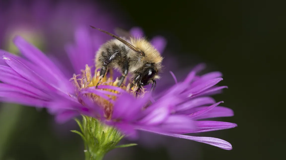 Bei der Futtersuche ist die Rostrote Mauerbiene nicht sehr wählerisch. Foto: istock
