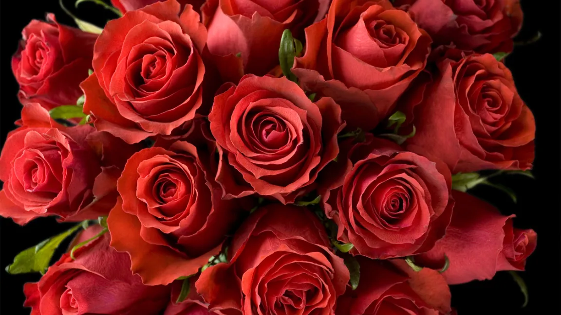 Rote Rosen sind der Klassiker zum Valentinstag. Doch sie kommen meist nicht aus Deutschland. Die größten Exportländer für Rosen sind Kenia, Kolumbien und Ecuador. Foto: istock