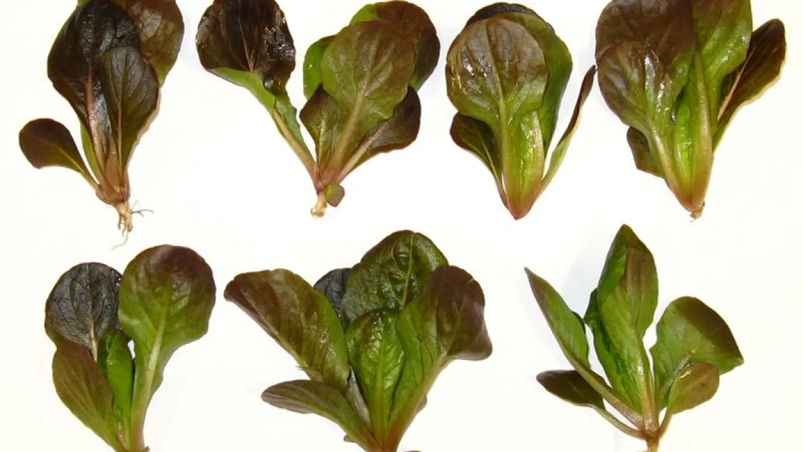 Rotblättriger Romanasalat wird auch als roter Feldsalat bezeichnet. Foto: Hortipendium